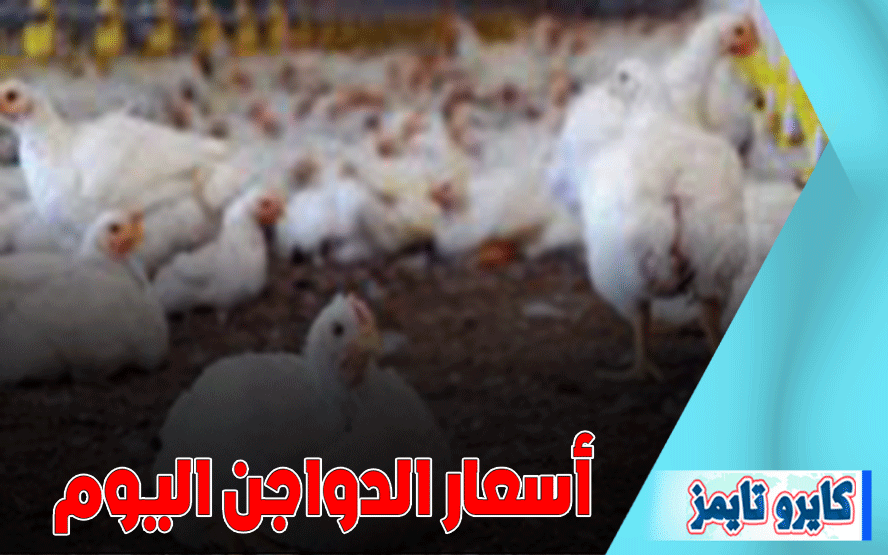 اسعار الفراخ البيضاء اليوم الجمعة 16 أكتوبر 2020 في بورصة الدواجن الرئيسية