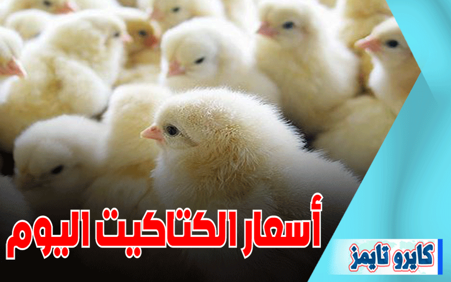 اسعار الكتاكيت البيضاء اليوم السبت 21-11-2020 ..بورصة الدواجن الرئيسية