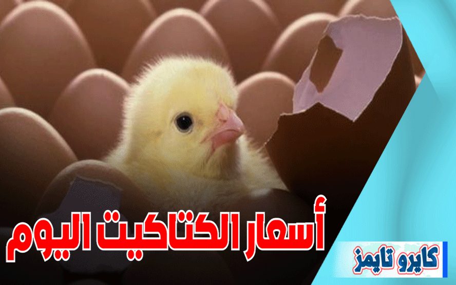 اسعار الكتاكيت البيضاء اليوم الخميس 19-11-2020 ..بورصة الدواجن الرئيسية