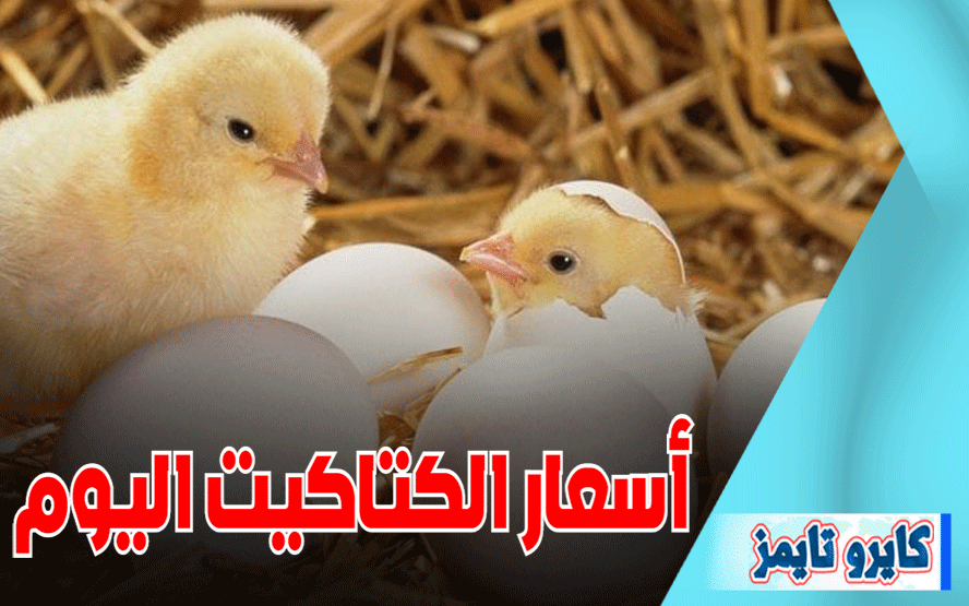 اسعار الكتاكيت البيضاء اليوم الجمعة 13-11-2020