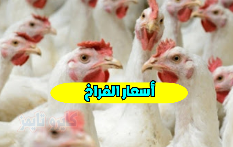 اسعار الفراخ البيضاء اليوم الاحد 1-11-2020