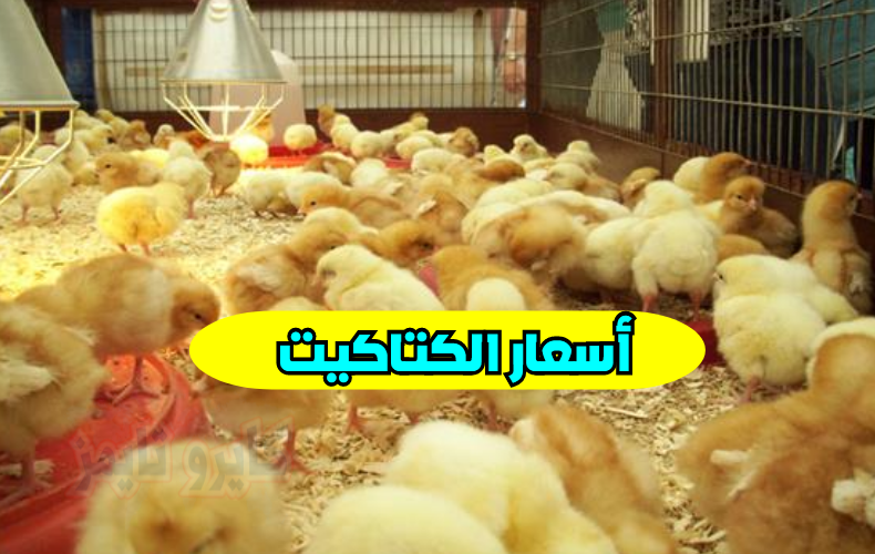 اسعار الكتاكيت البيضاء اليوم الاحد 1-11-2020