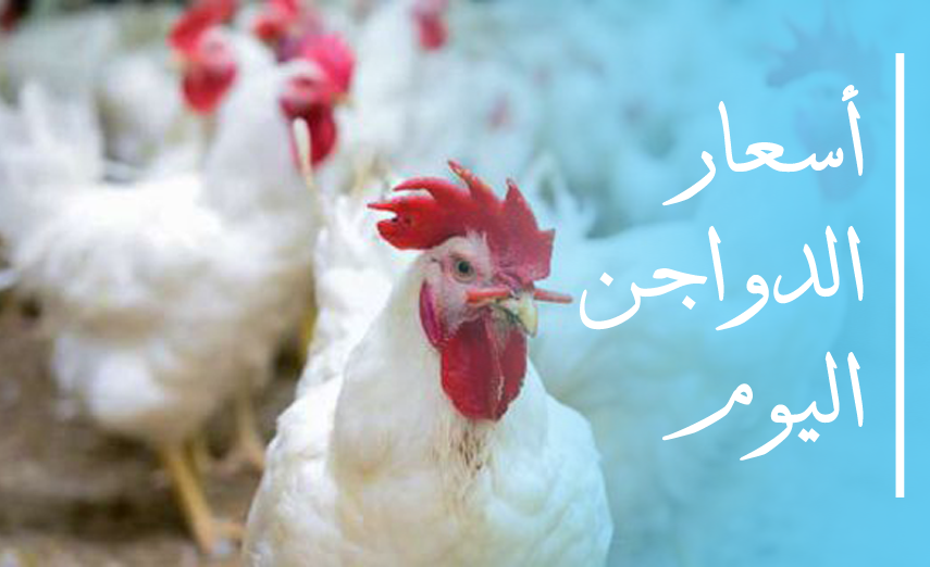 اسعار الفراخ البيضاء اليوم الاثنين 16-11-2020 إرتفاع سعر الساسو
