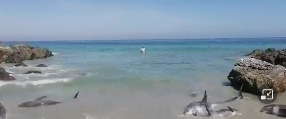 فيديو خروج الدلافين الي الشاطيء