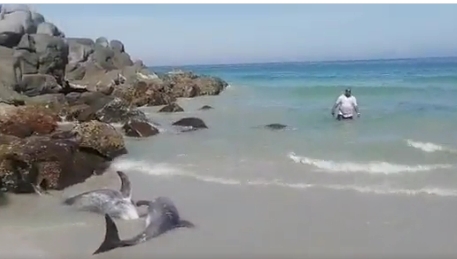 فيديو خروج الدلافين الي الشاطيء