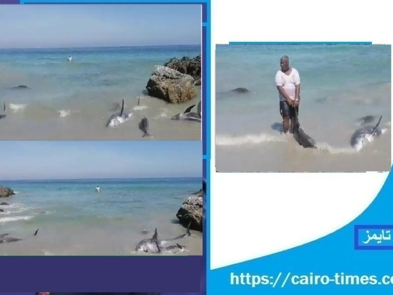 فيديو خروج الدلافين الي الشاطيء في سلطنة عمان ظفار اليوم