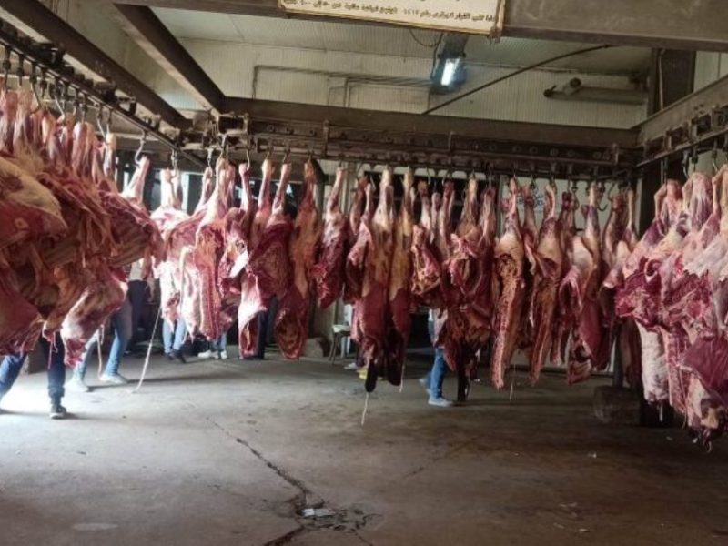 اللحوم التشادية سعرها ومواصفاها واماكن بيعها واحسن من البلدي مليون مرة