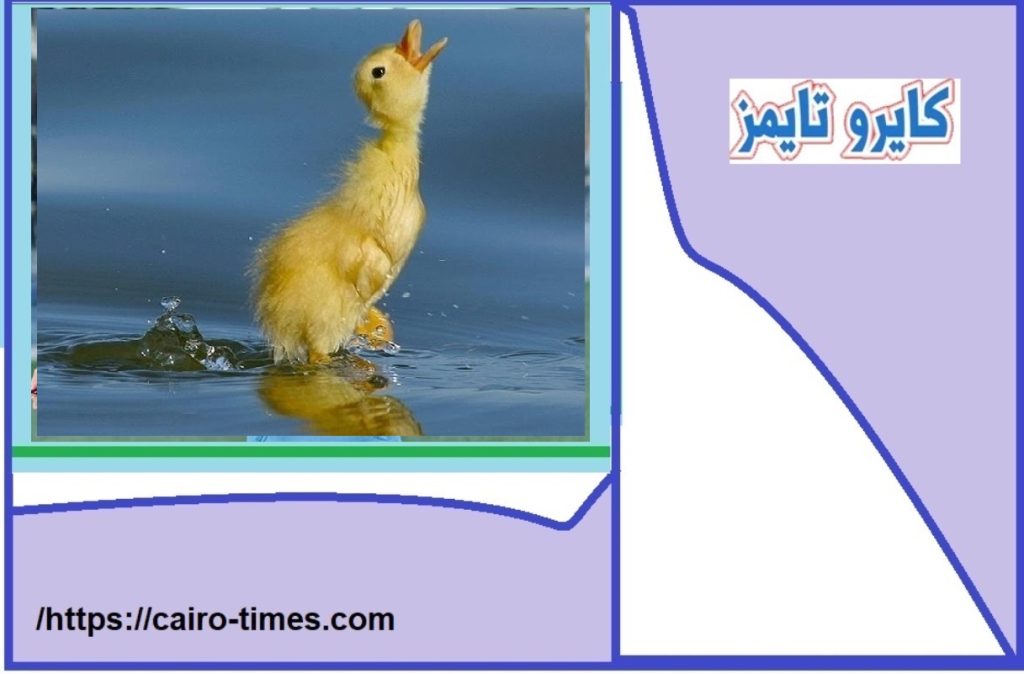 شعر للاطفال الكتكوت الشاطر