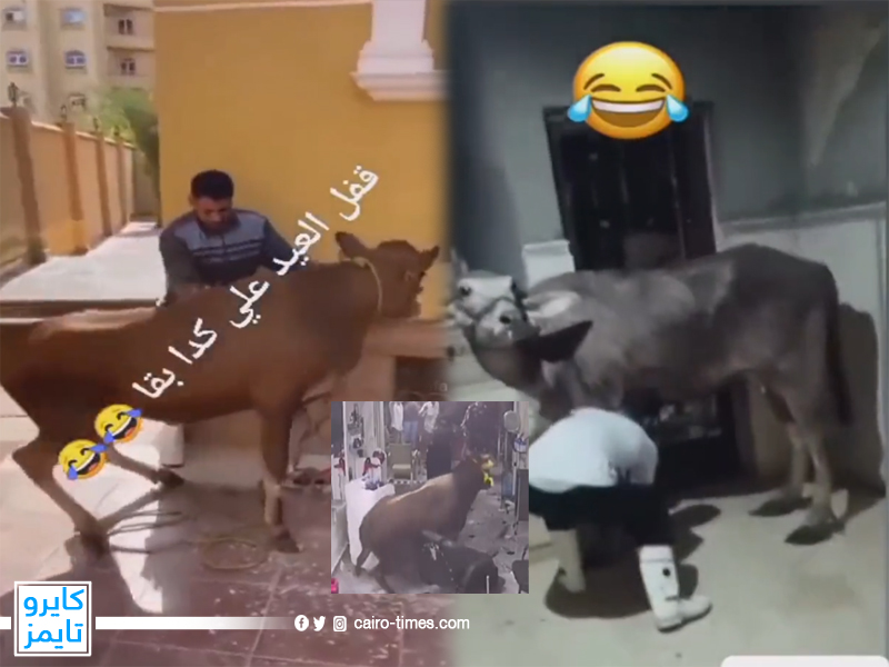 +10.. شاهد فيديوهات العجول الهربانه تتصدر مواقع التواصل في مصر