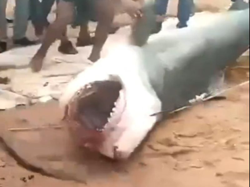 شاهد صيادين الغردقة اصطادوا سمكة القرش التي قتلت السائح الروسي وغضب شديد من الجماهير على ذلك