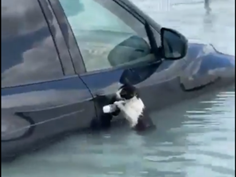 فيديو انقاذ قطة من الغرق في الامارات علي شباب اماراتي خيرين