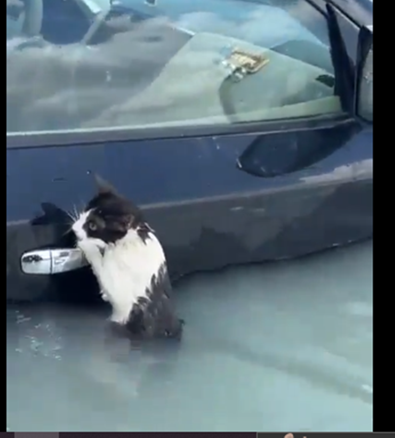 فيديو انقاذ قطة من الغرق 